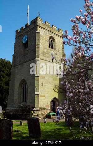 St. Peter`s Church und Magnolia blühen auf dem Kirchhof, Barford, Warwickshire, England, Großbritannien Stockfoto